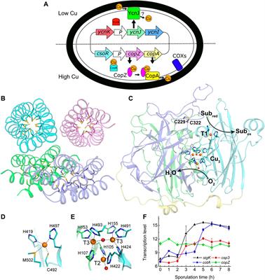 Copper delivery to an endospore coat protein of Bacillus subtilis